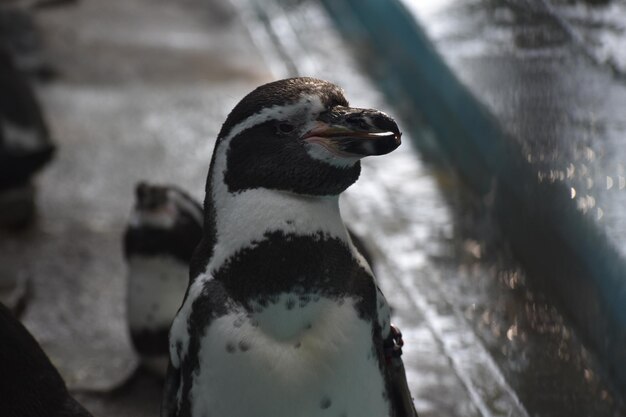 Photo close-up of penguin