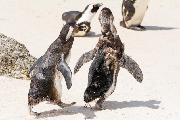 ビーチでのペンギンのクローズアップ