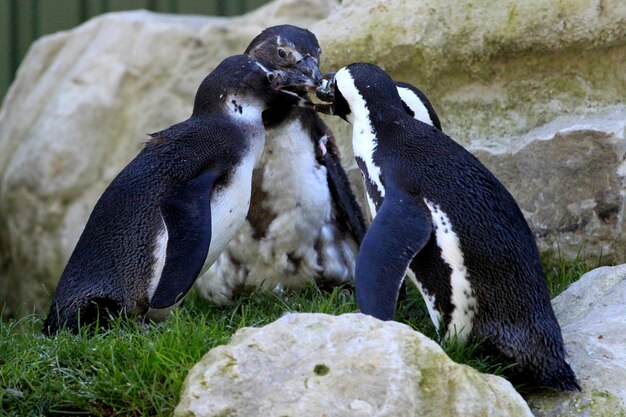 Photo close-up of penguins by rocks on field