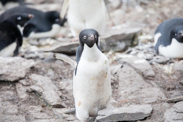 岩の上にあるペンギンのクローズアップ