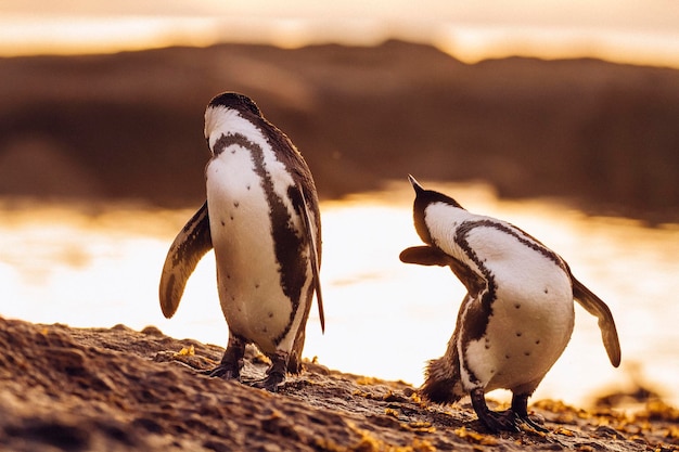 夕暮れの際にビーチに立っているペンギンのクローズアップ