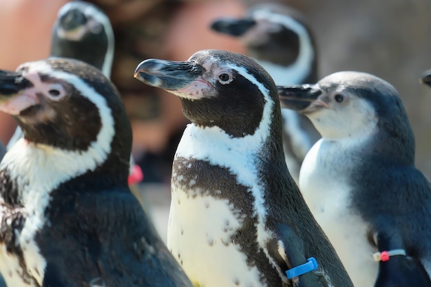 Close-up of penguins