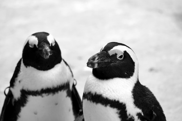 Photo close-up of penguins