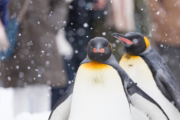 Photo close-up of penguins