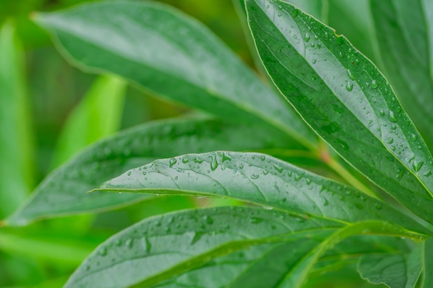 Close up of peony leaves after the rain. Green foliage.