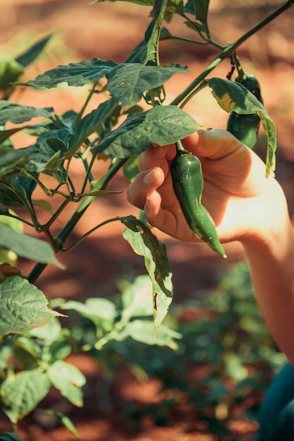 Close up pepper fruit and plant