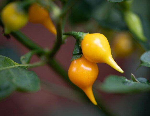 Photo close-up of pepper