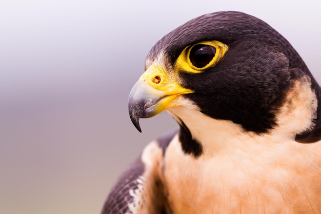 Close up of peregrine falcon in captivity.