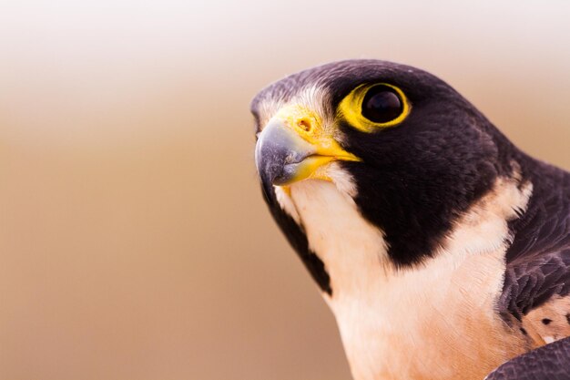 Close up of peregrine falcon in captivity.