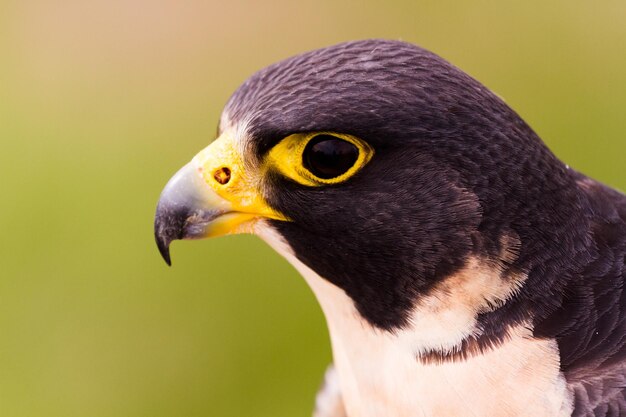 Close up of peregrine falcon in captivity.