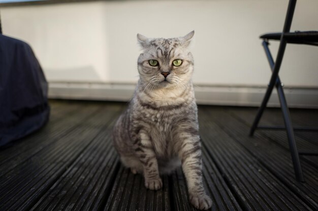 Photo close-up of persian cat sitting by chair on floor