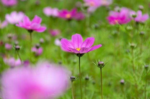 草の上に咲くさまざまな色のペルシャ菊のクローズアップ