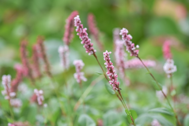 Фото Крупный план persicaria amplexicaulis цветок с размытым зеленым фоном.