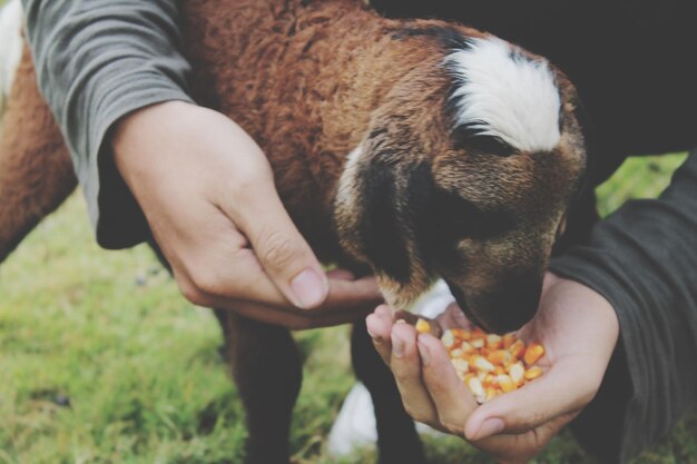 Photo close-up of person feeding corn kernel to goat at farm