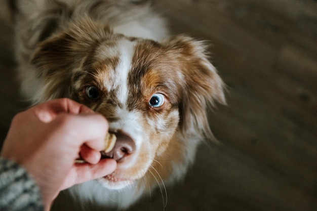 犬にを与えている人のクローズアップ