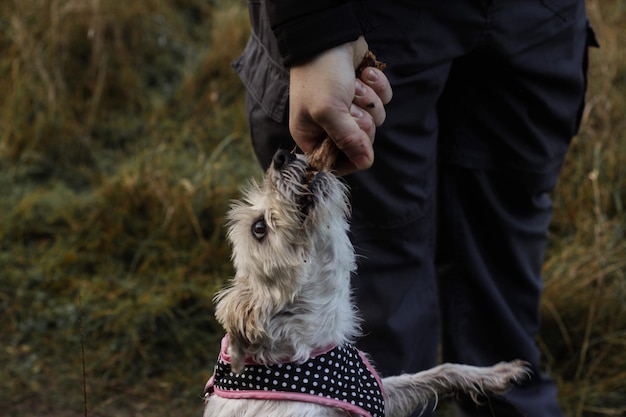 犬にを与えている人のクローズアップ