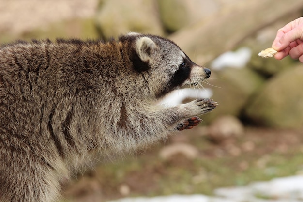 Photo close-up of person feeding raccoon