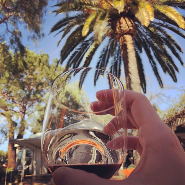 Photo close-up of person hand holding drink in glass against palm tree