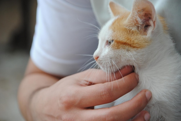 子猫を手で抱いている人のクローズアップ