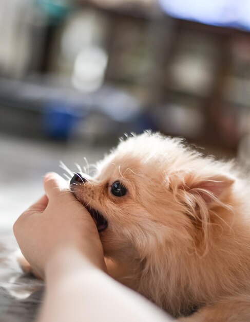 Foto close-up della mano della persona con il cane