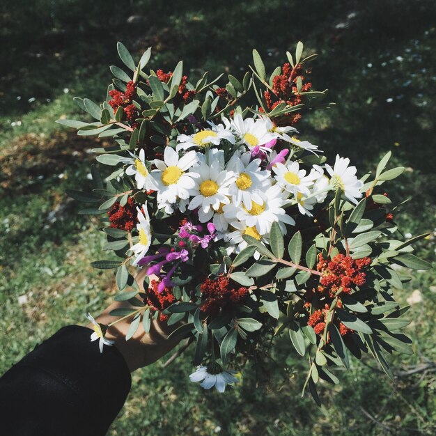 Foto close-up di una persona che tiene dei fiori di margherite