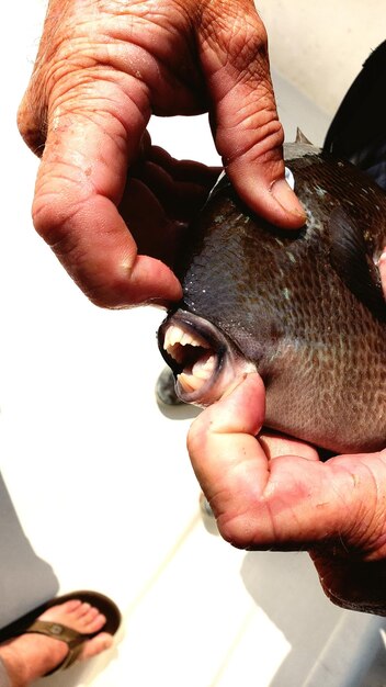 Foto prossimo piano di una persona che tiene il pesce