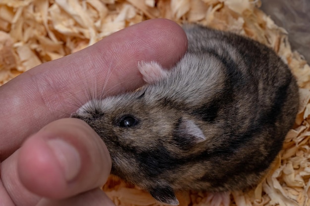 Photo close-up of person holding hand