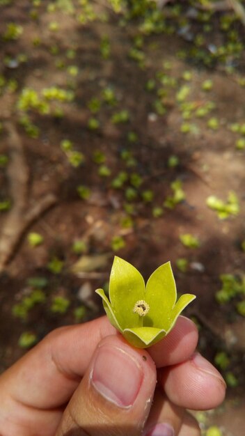 Photo close-up of person holding plant