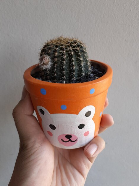 Close-up of person holding potted cactus against wall