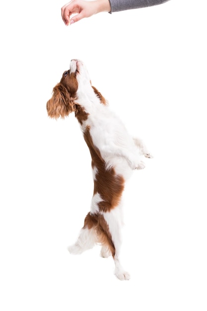 Close-up of person playing with dog over white background