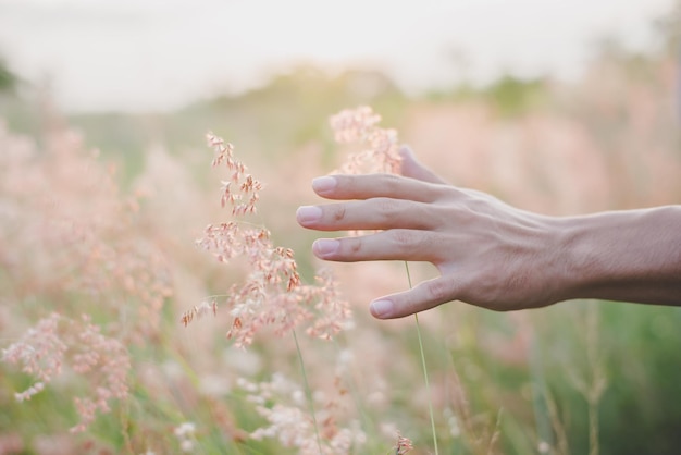Photo close-up of person touching plant on field