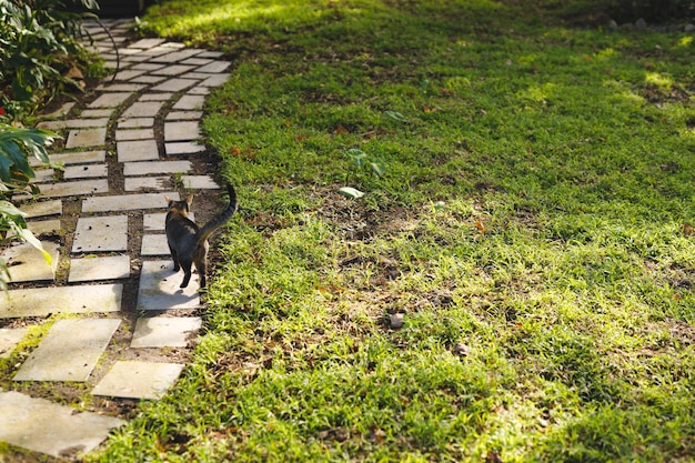 Close up of pet cat walking in sunny garden. retirement lifestyle, spending time at home.