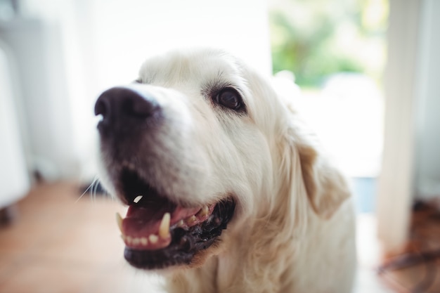 Close-up of pet dog