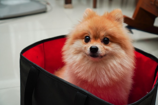 Close up su pet, razza di cane di piccola taglia o pomeranian, seduto in un contenitore di cubi di stoffa pieghevole che mette a casa