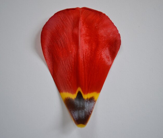 Close-up of petal against white background