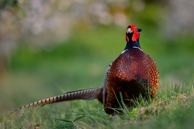 Photo close-up of pheasant on grassy field