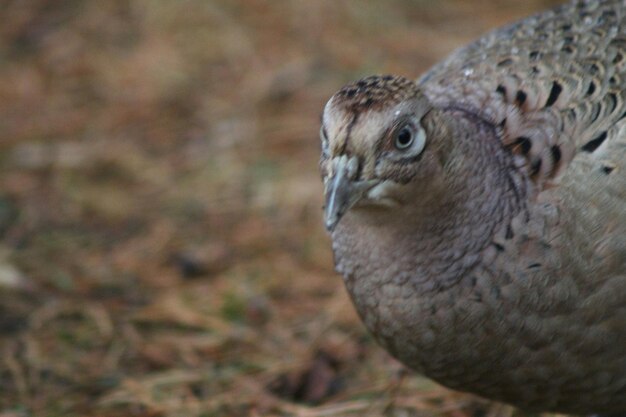 Photo close-up of pheasant