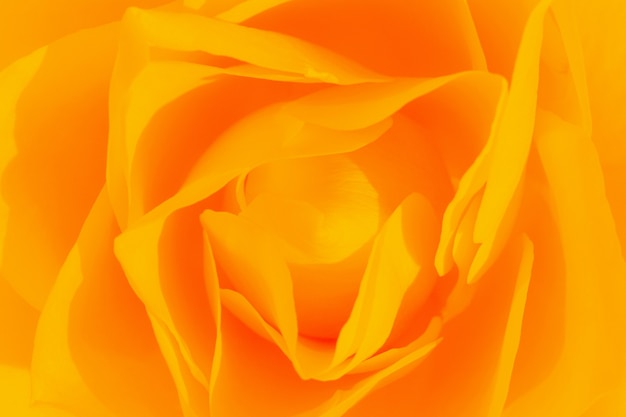Close-up photo about a beautiful yellow rose