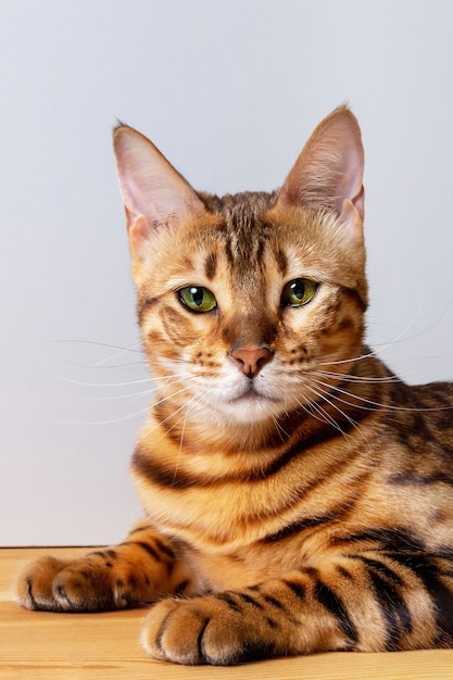 Close-up photo of amazing bengal cat resting on table. Unique spotted domestic cat. Cat looking