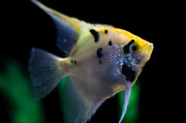 Close up photo of an Angel Fish in fish tank on black with green background selective focus