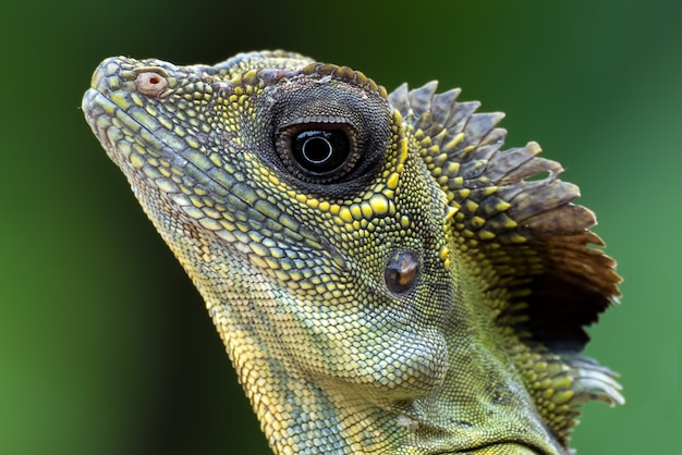 Close up photo of Angle head lizard ( Gonocephalus bornensis )