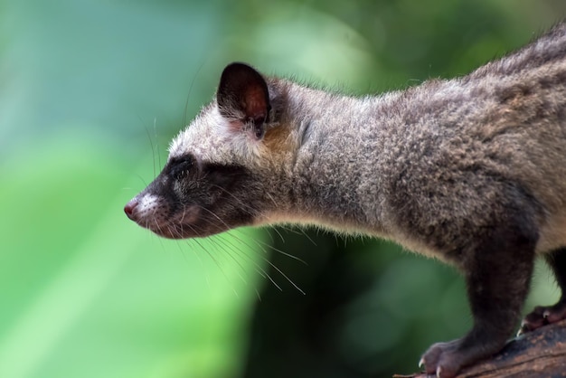 Close up photo of Asian palm civet