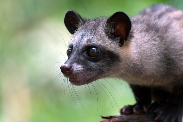 Close up photo of Asian palm civet