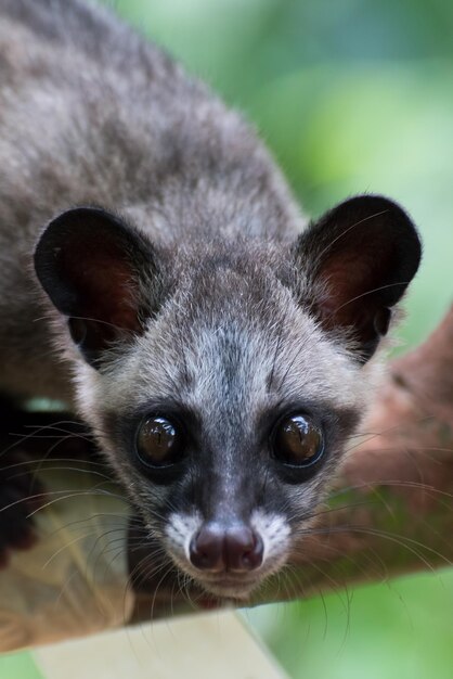 Photo close up photo of asian palm civet