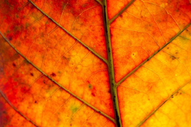 밝은 색상과 질감이 있는 가을 잎의 클로즈업 사진