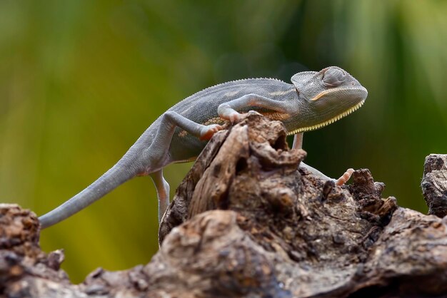 Close up photo of a baby veiled chameleon