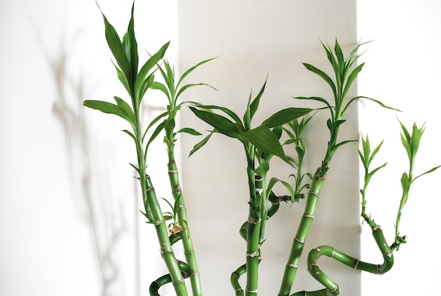 Close up photo of bamboo planting at home House decoration concept