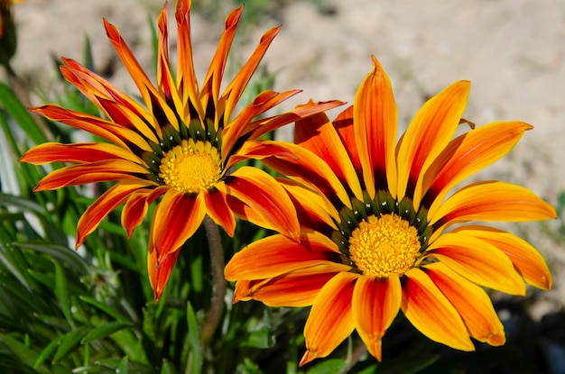 Foto foto ravvicinata di bellissimi fiori d'arancio