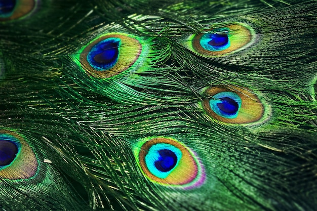 Close up photo of beautiful peacock tail.