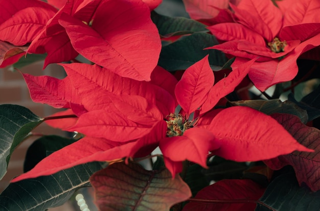 Close up photo of a beautiful red of a Euphorbia pulcherrima flowers